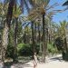 Palmbomenpark in Elche
