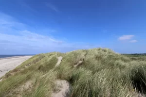 Duinen met helmgras op Ameland