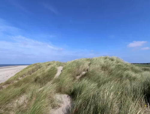Duinen met helmgras op Ameland