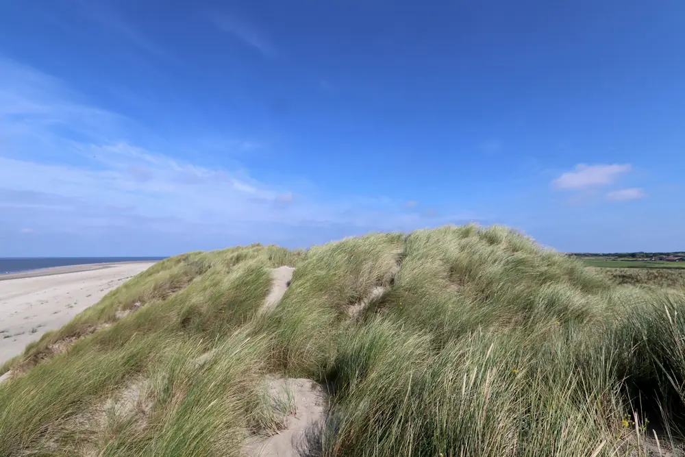 Duinen met helmgras op Ameland