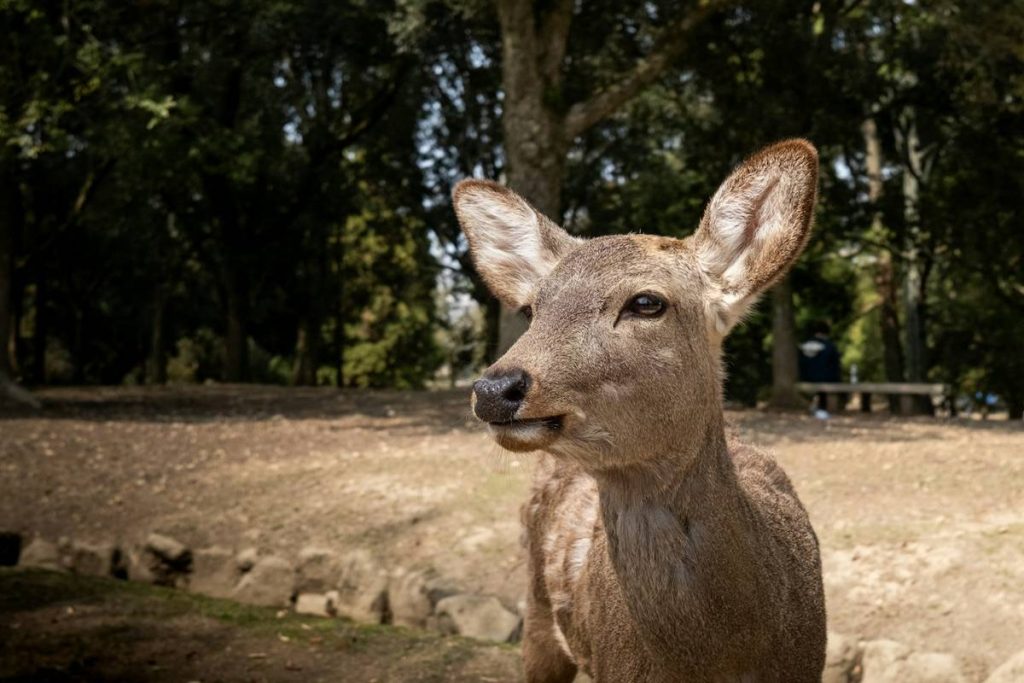 Nieuwsgierig hert in het park van Nara, Japan