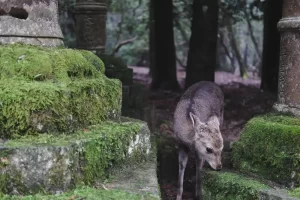 Een hertje tussen bemoste stenen in Nara-park, Japan