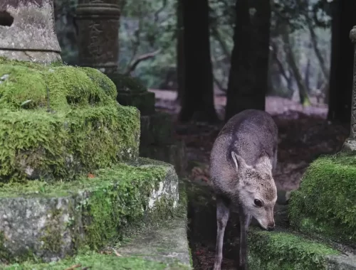 Een hertje tussen bemoste stenen in Nara-park, Japan