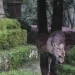 Een hertje tussen bemoste stenen in Nara-park, Japan