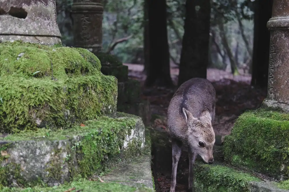 Een hertje tussen bemoste stenen in Nara-park, Japan