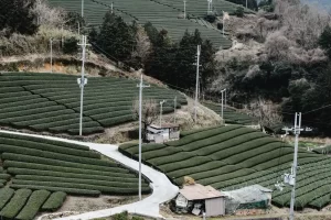 Groene theevelden op de heuvels van Wazuka in de prefectuur Kyoto