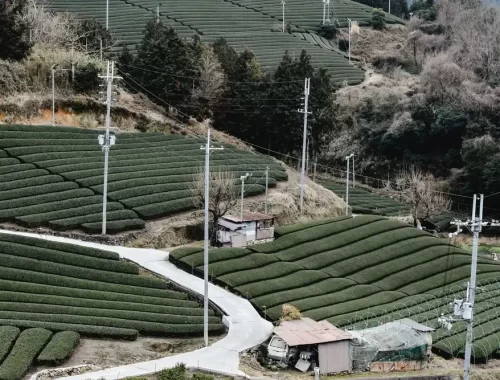 Groene theevelden op de heuvels van Wazuka in de prefectuur Kyoto